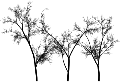 Beautiful trees, algorithmically generated